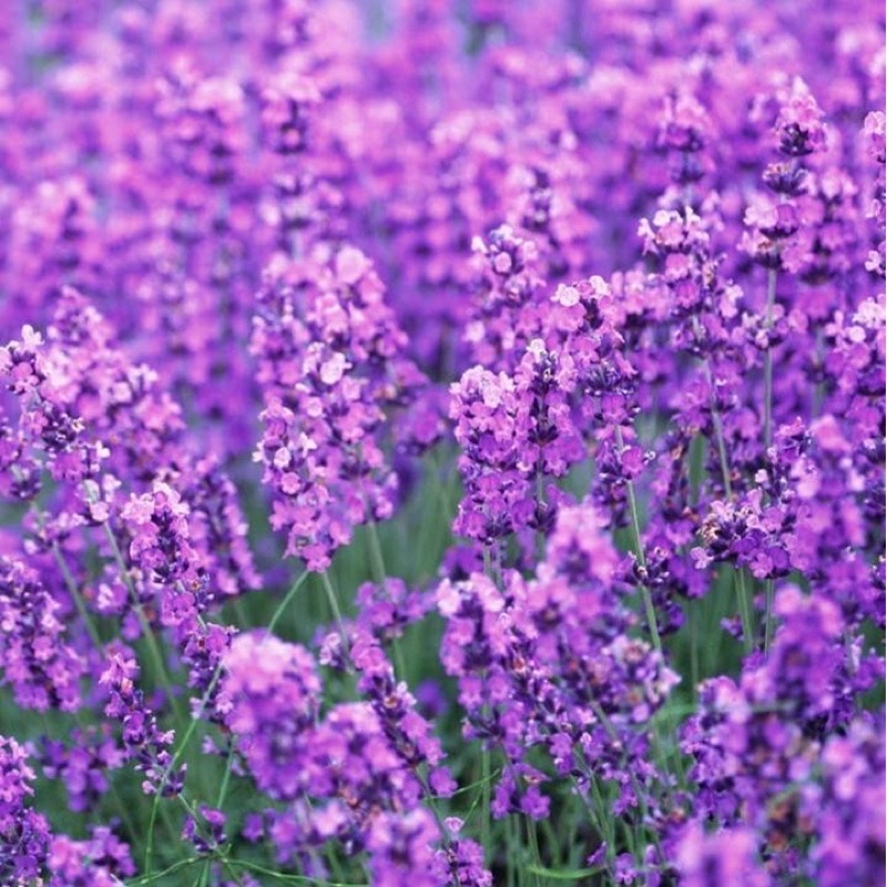 💜Nước hoa Elizabeth Arden Green Tea Lavender