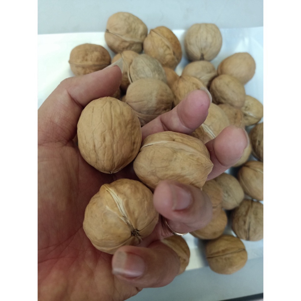 Quả Óc Chó Nhập Khẩu