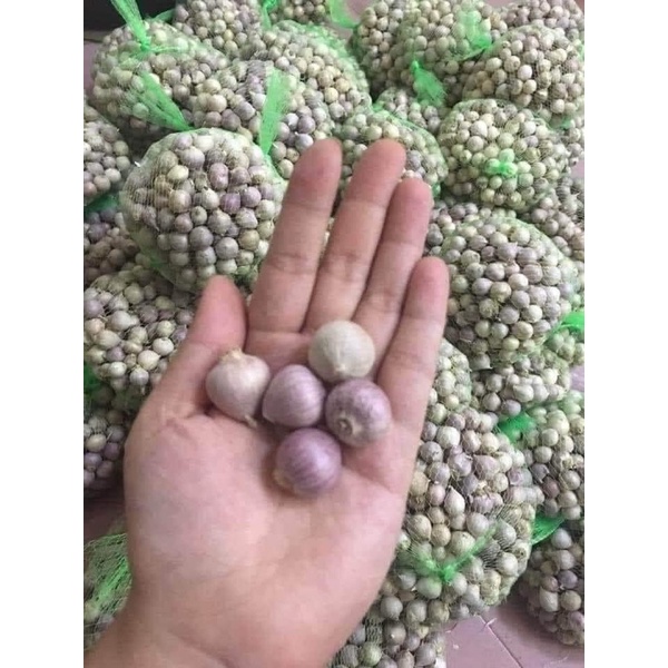 Tỏi cô đơn nhí Yên Châu