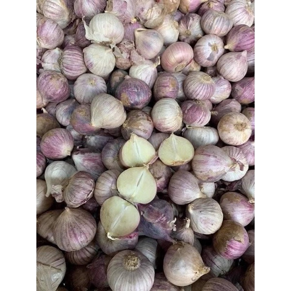 Tỏi cô đơn nhí Yên Châu