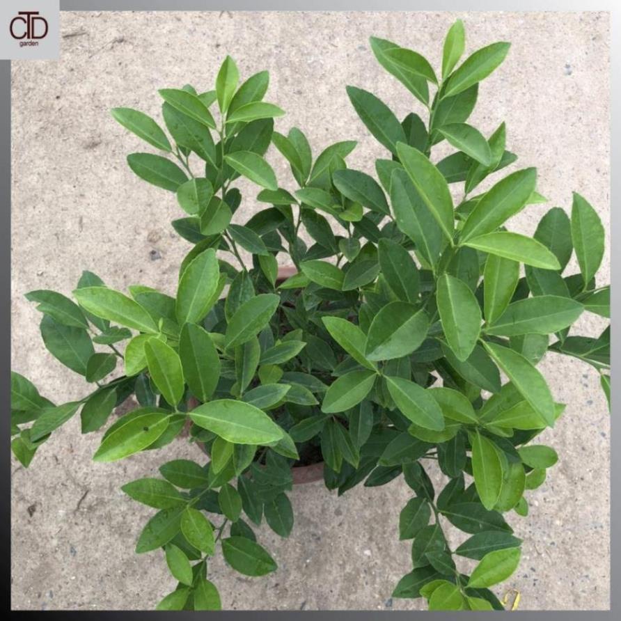 Cây chanh ta, tứ quý, Cao 45cm lá có mùi thơm thân to chắc khỏe@