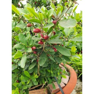 thần kỳ 3-4-5 tuổi(đang trái và hoa)tặng kèm phân bón)