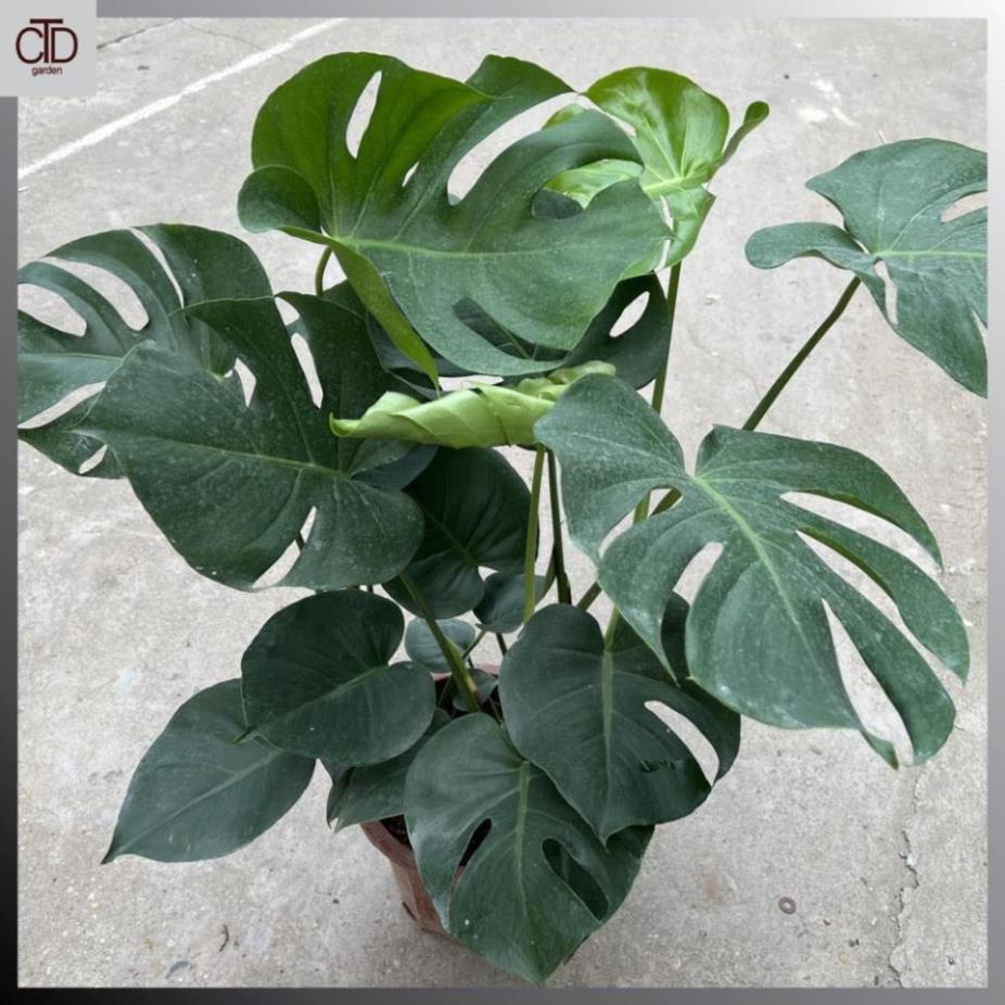 Cây trầu bà lá xẻ to 3 thân  , Chiều cao 50cm lá to đẹp@