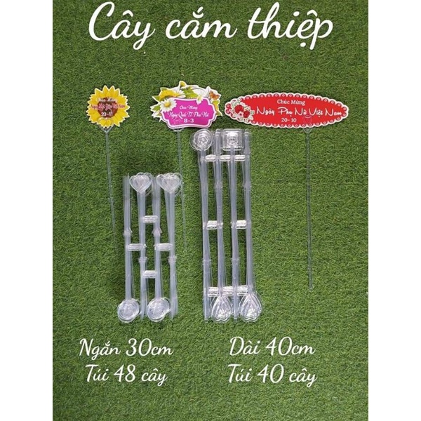 CÂY CẮM THIỆP 35K/ XẤP 48 CÂY
