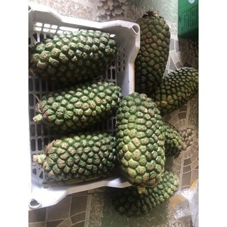 Dứa dại rừng tây bắc 1 quả
