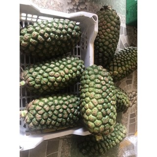 dứa dại rừng tây bắc 75k 1kg