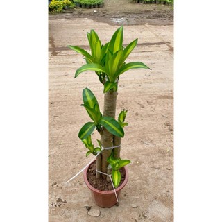 Cây Thiết Mộc Lan size to cao 1m