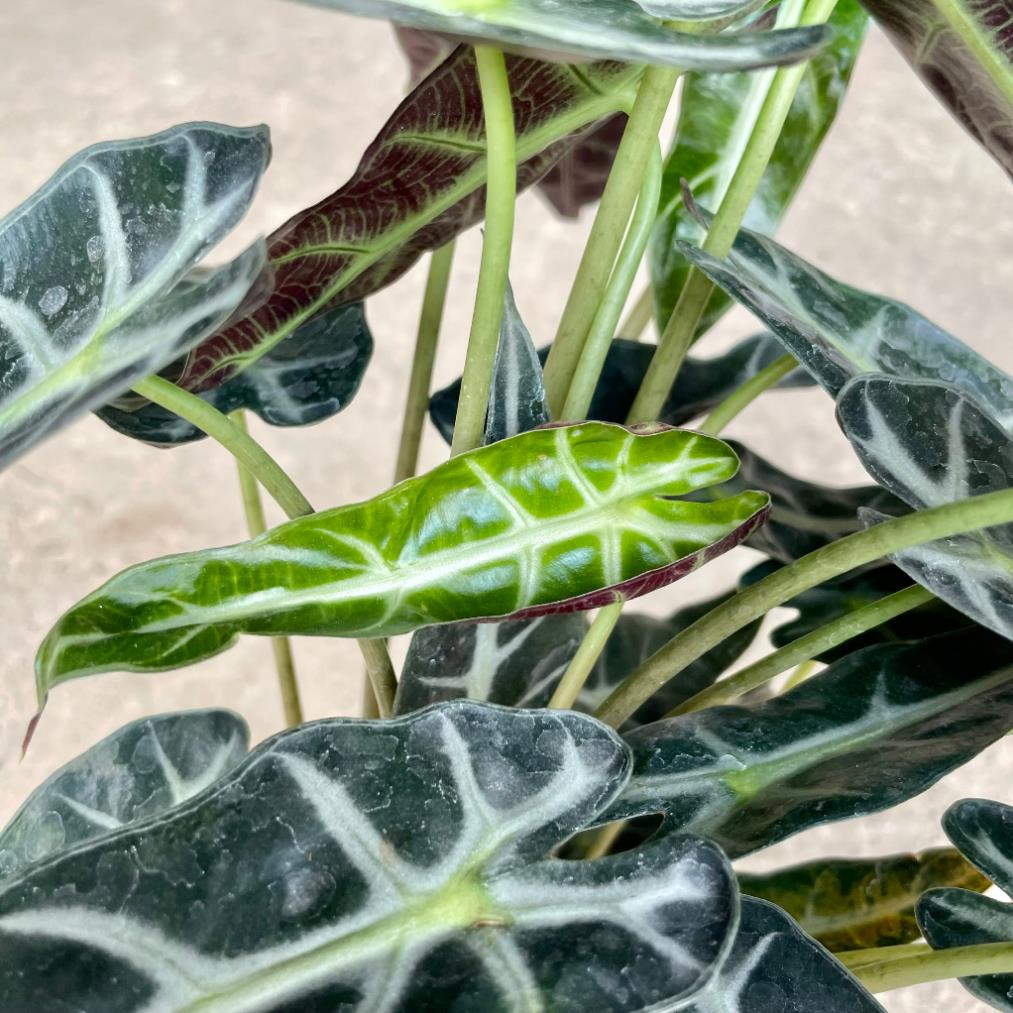 Cây môn quan âm mini để bàn, Cao 25cm, cây khỏe dễ chăm 21