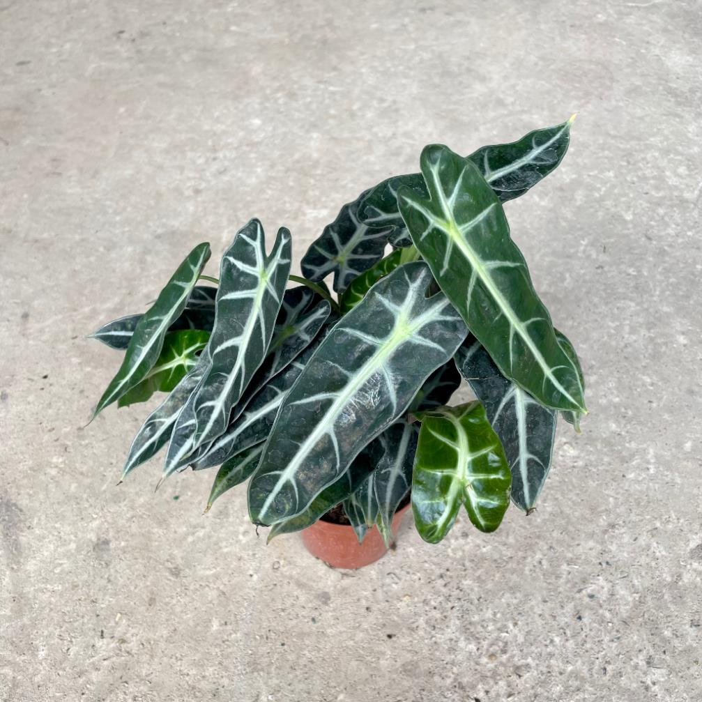 Cây môn quan âm mini để bàn, Cao 25cm, cây khỏe dễ chăm 21