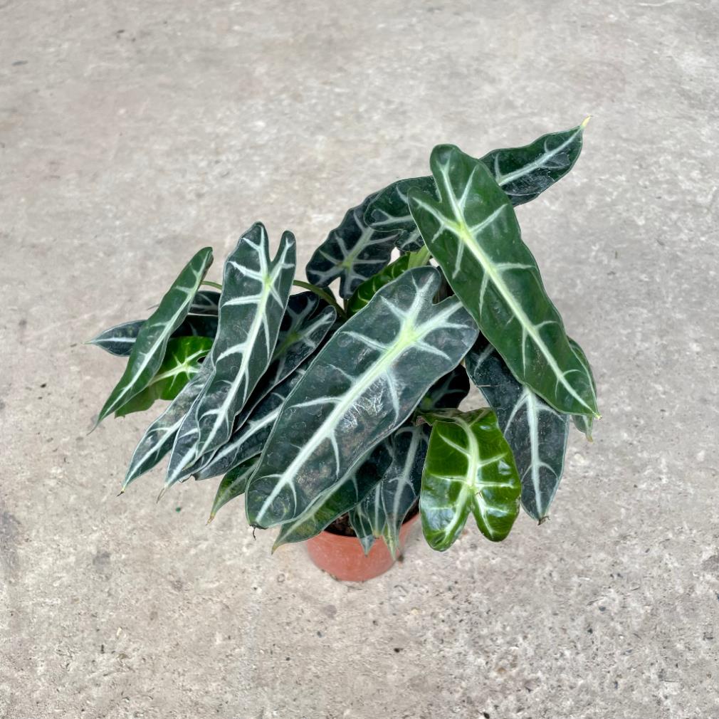 Cây môn quan âm mini để bàn, Cao 25cm, cây khỏe dễ chăm 21