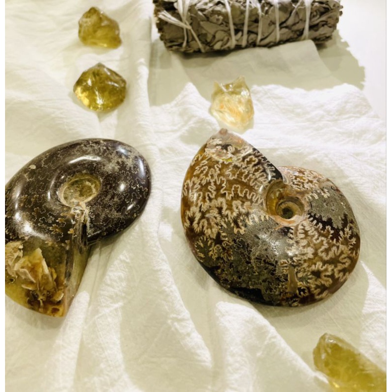 Ốc hóa thạch Ammonite