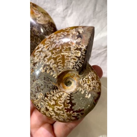 Ốc hóa thạch Ammonite