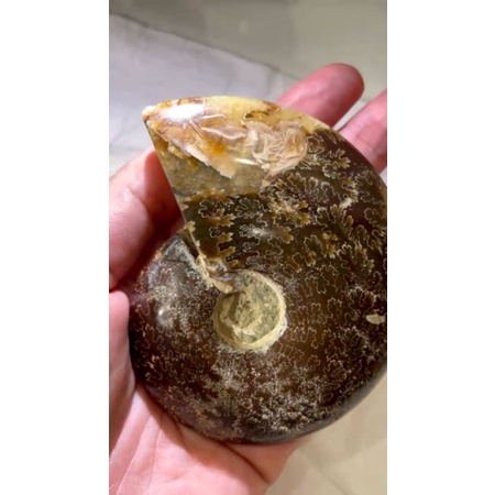 Ốc hóa thạch Ammonite