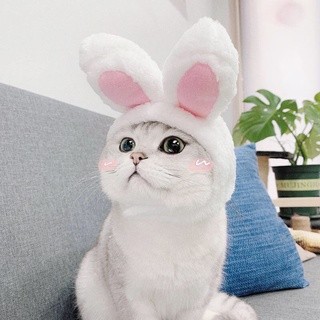 Mũ tai thỏ cho thú cưng siêu cute