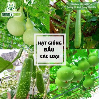 Hạt giống các loại Bầu Rạng Đông bầu sao, bầu lai F1, bầu hồ lô, gói lớn, túi zip trồng thử