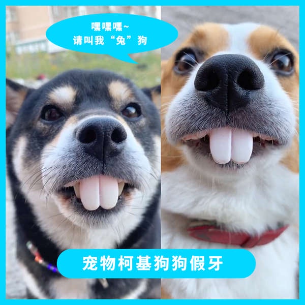 ⭐ răng nanh giả ⭐ Hàng Có Sẵn răng khểnh giả ☛Đồ Chơi Ngậm Cắn Hình Chó corgi / Thỏ Răng To Vui Nhộn Cho Thú Cưng✼