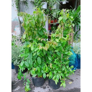 Bụi Trang Leo Lớn trên 1m