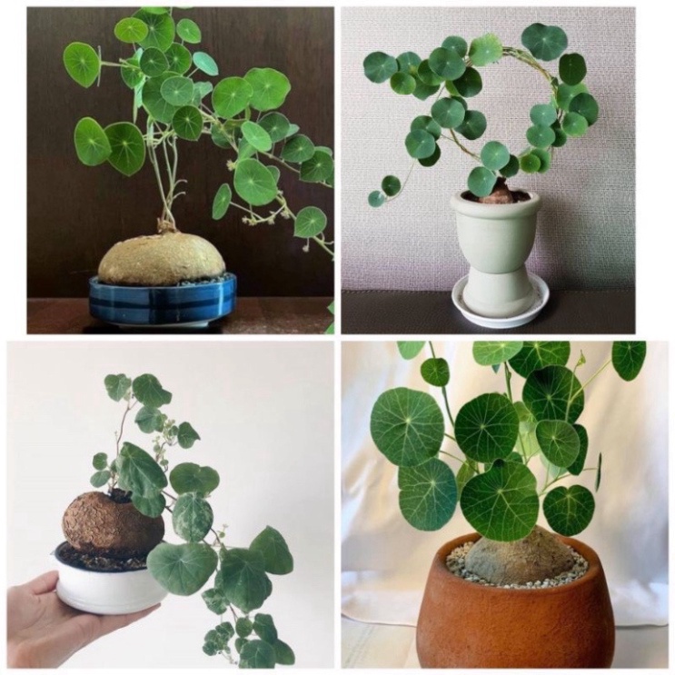 Củ Bình Vôi thái.0