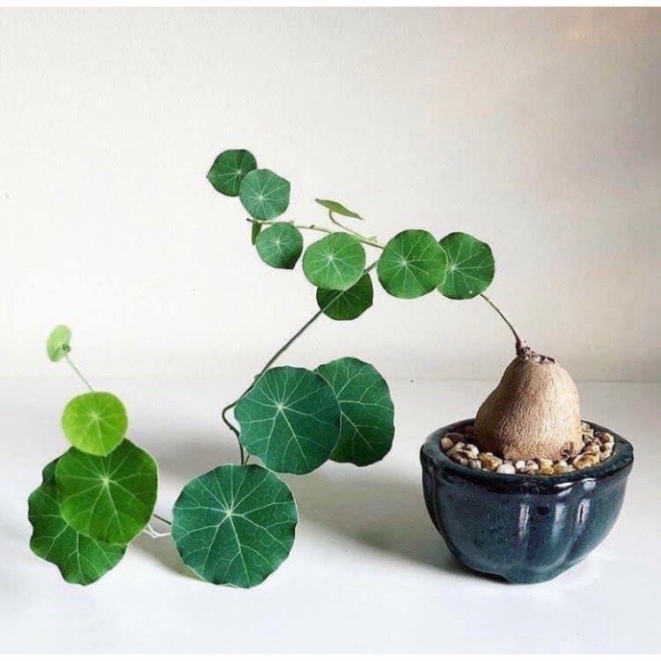 Củ Bình Vôi thái.0