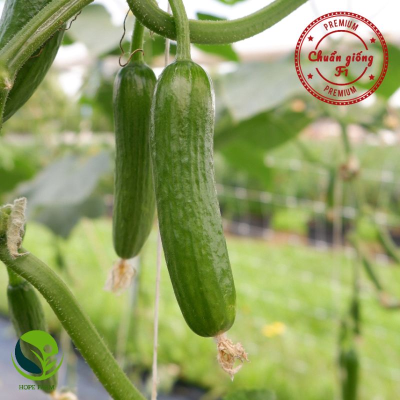 Hạt Giống Dưa Leo Baby tự thụ phấn, dạng chùm, siêu nhiều trái- gói 5 Hạt