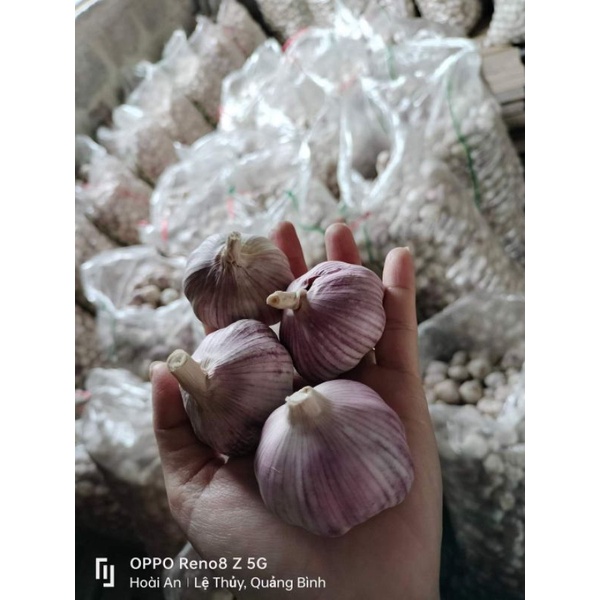 1kg Tỏi trắng củ to thơm ngon