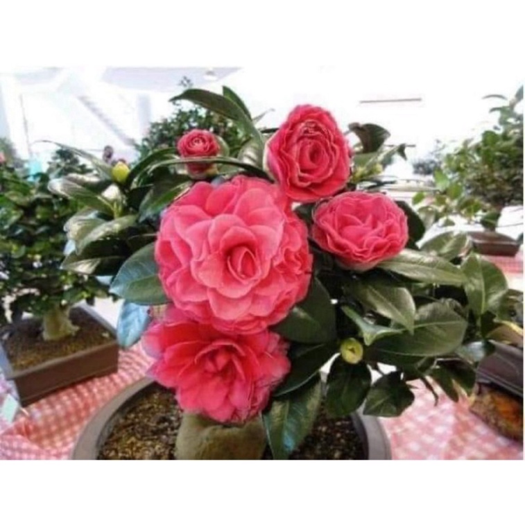 Cây hoa trà mi tứ quý