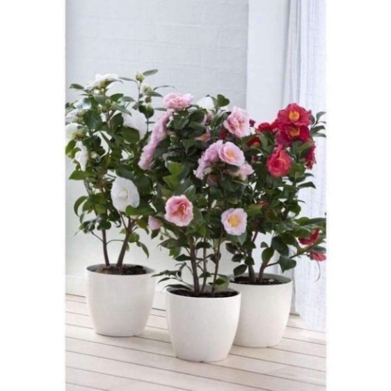 Cây hoa trà mi tứ quý