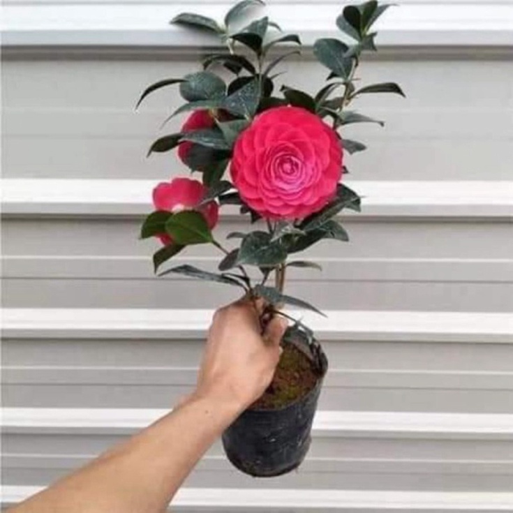 Cây hoa trà mi tứ quý