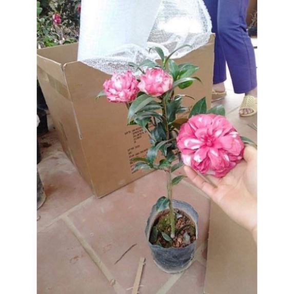 Cây hoa trà mi tứ quý