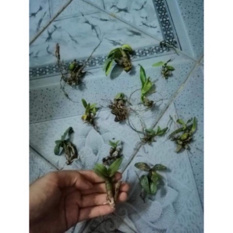 1 nhánh bạch hỏa hoàng