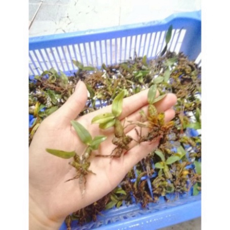 1 nhánh bạch hỏa hoàng