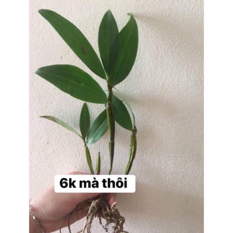 Hoa Lan Kiều Vàng0