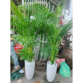 Chậu Cây Cau Kiểng