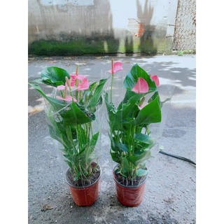Cây hồng môn hồng