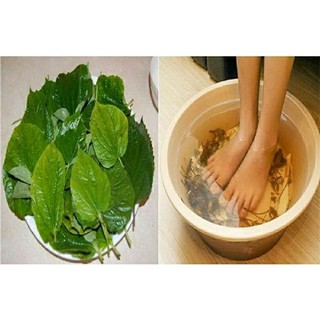 1 kí cây lá lốt tự nhiên