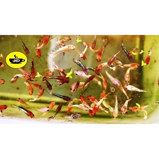 Cám Inve 3/5 - Thức ăn cho cá mới lớn