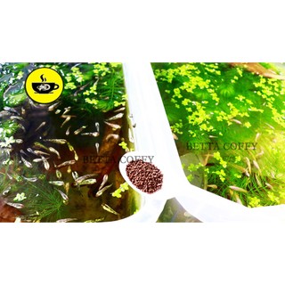 Cám BECO 2 - Thức ăn cho cá lớn - Betta, cá vàng...