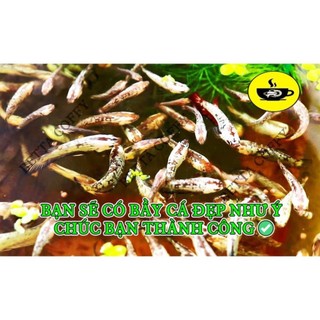 Sản Phẩm 🍄 đến từ Nuphar - AT Bio 🐠 - BETTA COFFY ☕️