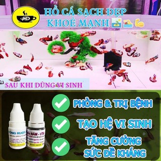 🌋 500Gr Đá Nham Thạch - San Hô 🌋 BETTA COFFY ☕️