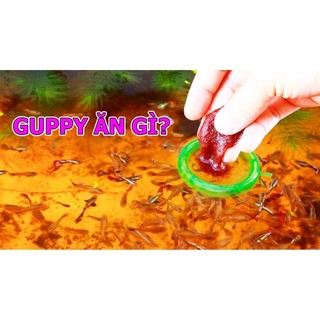 🌊 Clear master - siêu lọc nước - BETTA COFFY ☕️
