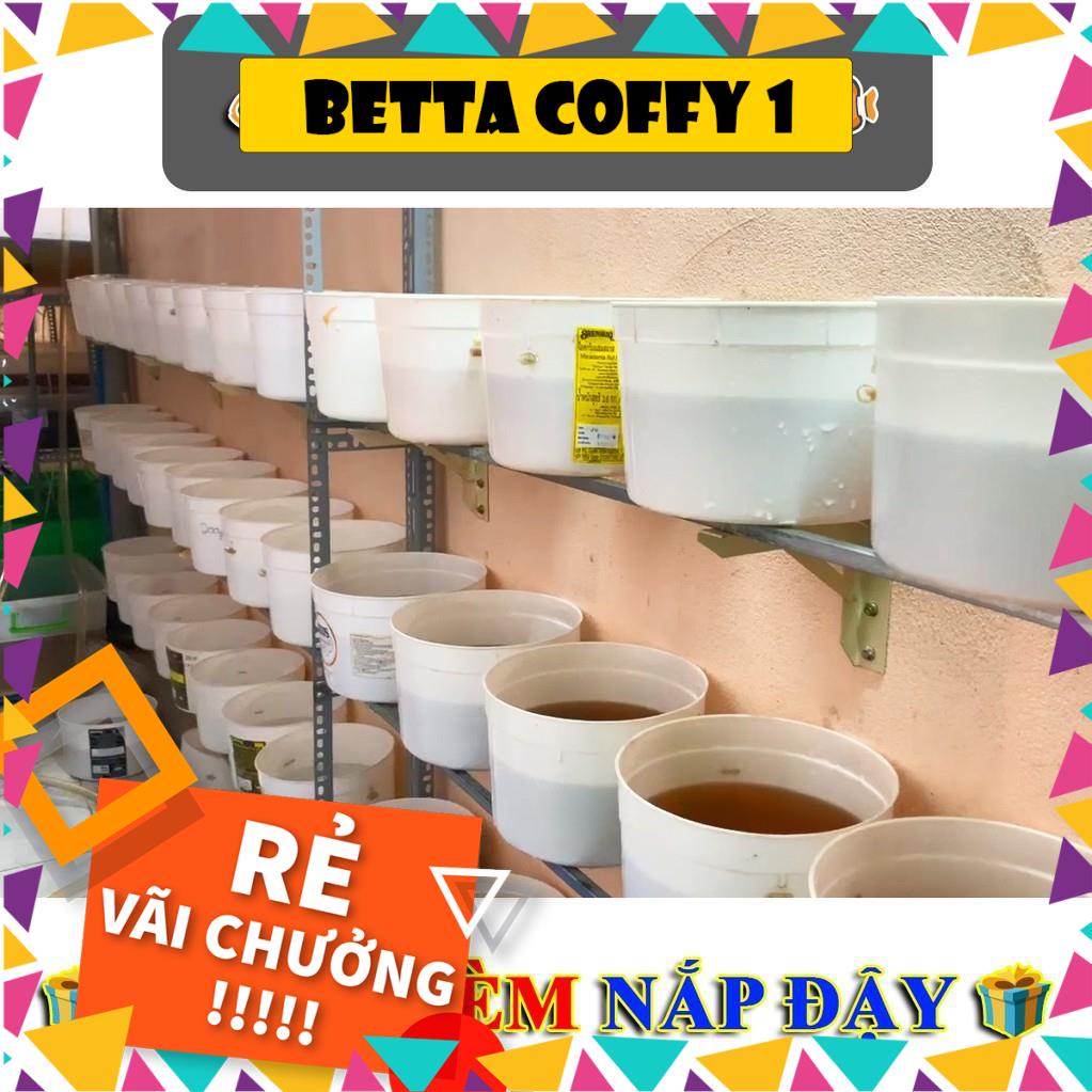 Thùng Ép & Nuôi Cá Betta - Guppy 🐠 BETTA COFFY ☕️