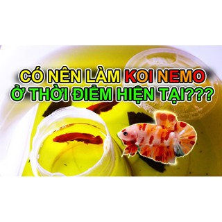 Thùng Ép & Nuôi Cá Betta - Guppy 🐠 BETTA COFFY ☕️