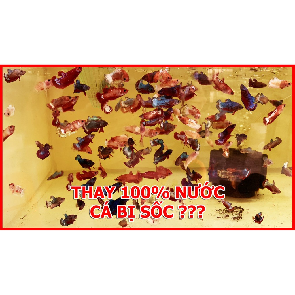 🍿 Cám BECO 1 - Thức ăn cho cá con 🐣 BETTA COFFY ☕️