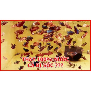 🇹🇭 Cám CC 5/8 - Thức ăn cho cá lớn 🐠