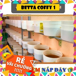 Thùng Kem Ép & Nuôi Cá Betta - Guppy 🐠 BETTA COFFY ☕️