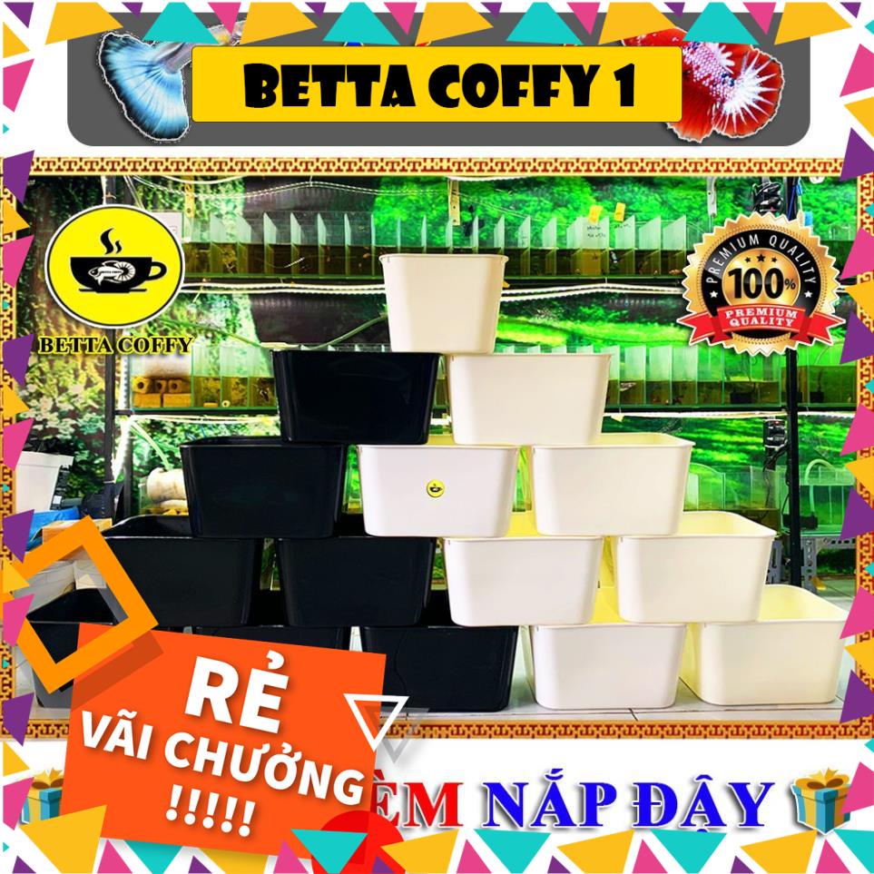 🛀 Thùng Nhựa Ép & Nuôi Cá Betta - Guppy 🐠 BETTA COFFY ☕️