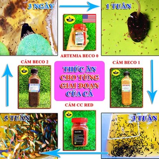 🥣 Artemia Sấy Khô Dạng Bột Cho Cá 🐠 BETTA COFFY ☕️