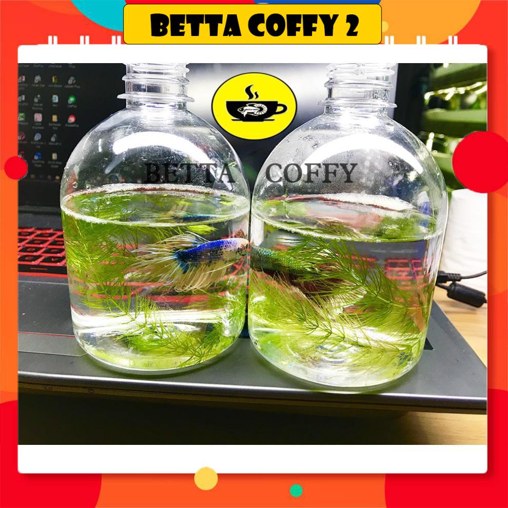 🌿 Hủ Nuôi cá Betta 500ML