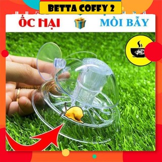 🕸 Bẫy Ốc Gây Hại Hồ Thuỷ Sinh - BETTA COFFY 🐌 XEM KĨ PHÂN LOẠI