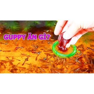 🇯🇵 Tảo viên Nhật Cho cá
